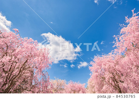 【奈良県】4月・爽やかな青空と満開の枝垂れ桜 【奈良県】4月・爽やかな青空と満開の枝垂れ桜 84530765