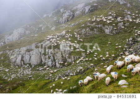 Flock of sheep grazing up high in the mountains Flock of sheep grazing up high in the mountains 84531691