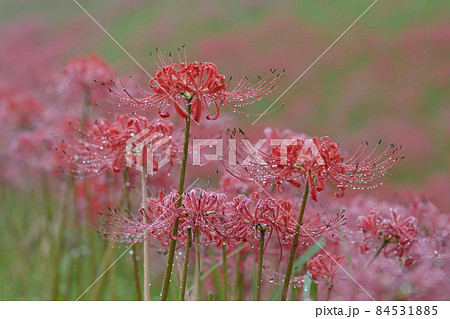 彼岸花 彼岸花 84531885