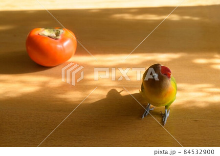 ボタンインコと柿 84532900