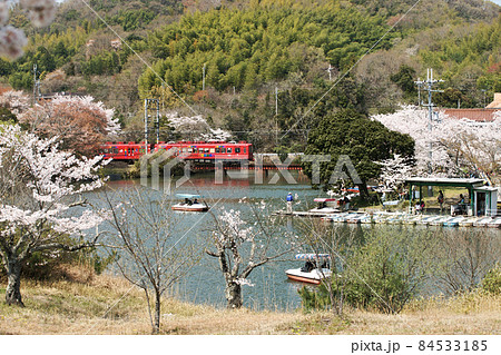 桜満開の大池遊園　和歌山電鉄貴志川線　 84533185