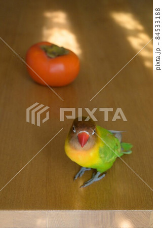 ボタンインコと柿 84533188