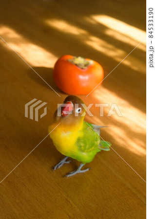 ボタンインコと柿 84533190