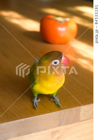 ボタンインコと柿 84533191