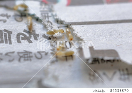 新聞を食べるシロアリ（ヤマトシロアリ） 84533370