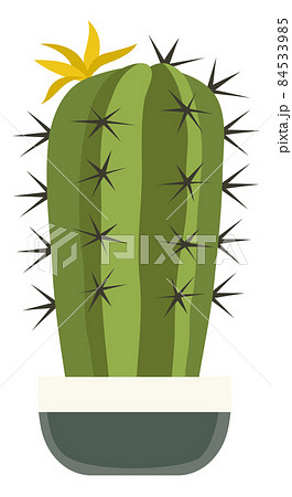 Cactus in pot with yellow flower. Succulent blossom Cactus in pot with yellow flower. Succulent blossom 84533985