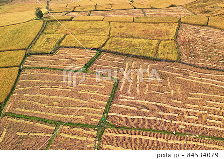 Many farmers help harvest the rice by scythe no machine ,farmers return home after work hard in rice field in harvest season aerial view 84534079