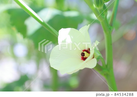 代表的な夏野菜の花 畑で育つオクラ 代表的な夏野菜の花 畑で育つオクラ 84534288
