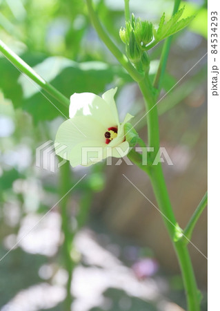 代表的な夏野菜の花 畑で育つオクラ 代表的な夏野菜の花 畑で育つオクラ 84534293