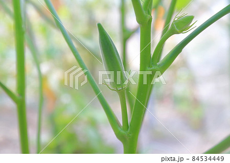 代表的な夏野菜 畑で育つオクラ 代表的な夏野菜 畑で育つオクラ 84534449