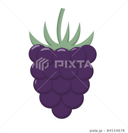Blueberry isolated vector illustration 84534676