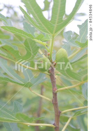 イチジクの実 花の写真素材