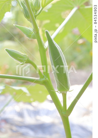 代表的な夏野菜 畑で育つオクラ 代表的な夏野菜 畑で育つオクラ 84534903
