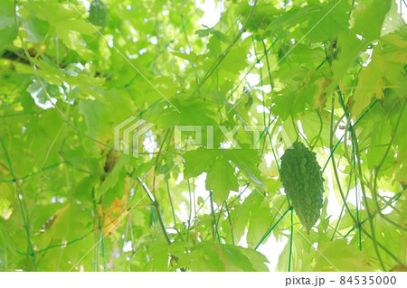 緑のカーテン　ゴーヤ 84535000