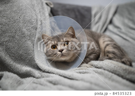 Gray Scottish straight-eared cat in a platsik veterinary collar after surgery lies sad at home on the couch. Exhausted British breed cat with vet Elizabethan collar to prevent licking wounds at home Gray Scottish straight-eared cat in a platsik veterinary collar after surgery lies sad at home on the couch. Exhausted British breed cat with vet Elizabethan collar to prevent licking wounds at home 84535323