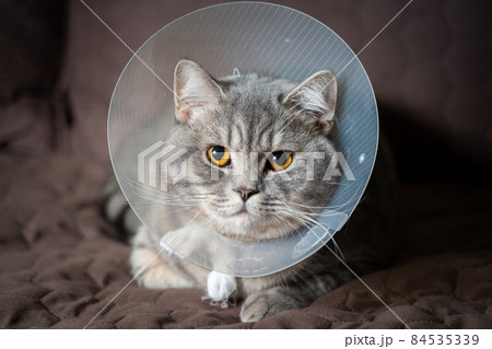 Domestic gray British Shorthair cat with orange eyes in a protective collar at home on the couch after surgery. The topic is medicine and the protection of pets. The cat is resting after castration 84535339