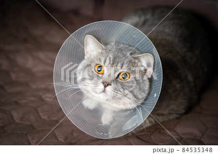 Domestic gray British Shorthair cat with orange eyes in a protective collar at home on the couch after surgery. The topic is medicine and the protection of pets. The cat is resting after castration Domestic gray British Shorthair cat with orange eyes in a protective collar at home on the couch after surgery. The topic is medicine and the protection of pets. The cat is resting after castration 84535348