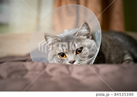 Gray Scottish straight-eared cat in a platsik veterinary collar after surgery lies sad at home on the couch. Exhausted British breed cat with vet Elizabethan collar to prevent licking wounds at home Gray Scottish straight-eared cat in a platsik veterinary collar after surgery lies sad at home on the couch. Exhausted British breed cat with vet Elizabethan collar to prevent licking wounds at home 84535390
