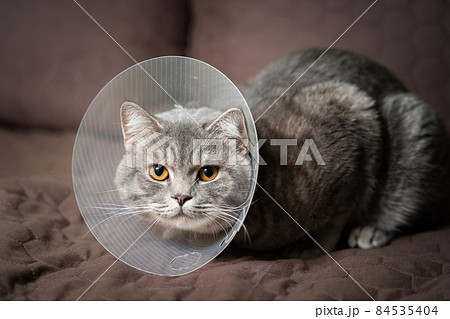 Sick gray Scottish Straight breed cat wearing pet medical collar cone Elizabethan collar to avoid licking at house. British cat after surgery at home on couch wearing protective plastic cone on head Sick gray Scottish Straight breed cat wearing pet medical collar cone Elizabethan collar to avoid licking at house. British cat after surgery at home on couch wearing protective plastic cone on head 84535404