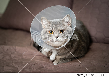 Tired cat gray Scottish Straight breed resting with veterinairy cone after surgery at home on the couch. Animal healthcare concept. After surgery cat's recovery in or E-Collar. Elizabethan Collar Tired cat gray Scottish Straight breed resting with veterinairy cone after surgery at home on the couch. Animal healthcare concept. After surgery cat's recovery in or E-Collar. Elizabethan Collar 84535418