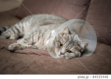 Domestic gray British Shorthair cat with orange eyes in a protective collar at home on the couch after surgery. The topic is medicine and the protection of pets. The cat is resting after castration 84535446
