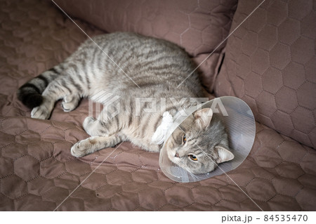 Tired cat gray Scottish Straight breed resting with veterinairy cone after surgery at home on the couch. Animal healthcare concept. After surgery cat's recovery in or E-Collar. Elizabethan Collar 84535470