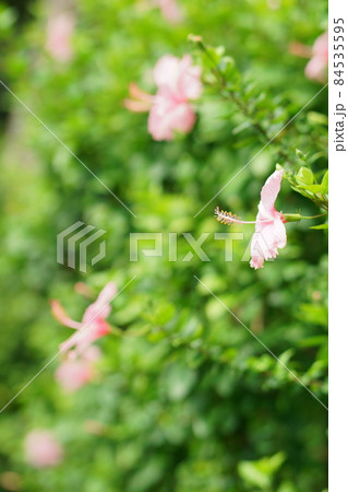 ピンク色の花、花壇、ハイビスカスの花 ピンク色の花、花壇、ハイビスカスの花 84535595