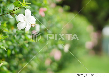 White Hibiscus Bloomed at Benjakitti Park in BKK 84535686