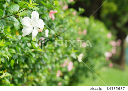 バンコクの公園で撮影した白いハイビスカス（Hibiscus in Bangkok） 84535687