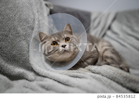 Tired cat gray Scottish Straight breed resting with veterinairy cone after surgery at home on the couch. Animal healthcare concept. After surgery cat's recovery in or E-Collar. Elizabethan Collar Tired cat gray Scottish Straight breed resting with veterinairy cone after surgery at home on the couch. Animal healthcare concept. After surgery cat's recovery in or E-Collar. Elizabethan Collar 84535812