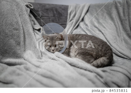 Tired cat gray Scottish Straight breed resting with veterinairy cone after surgery at home on the couch. Animal healthcare concept. After surgery cat's recovery in or E-Collar. Elizabethan Collar 84535831