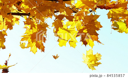 Beautiful autum leaves against sky 84535857