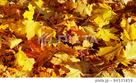 Background group autumn orange leaves. 84535859
