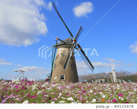 千葉県佐倉ふるさと広場　風車とコスモス 84535978