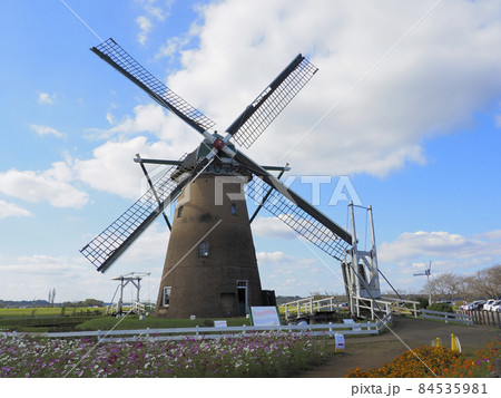 千葉県佐倉ふるさと広場　風車とコスモス 84535981