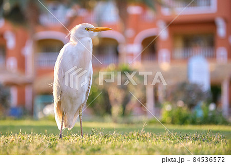 White cattle egret wild bird, also known as Bubulcus ibis, walking on green lawn at hotel yard in summer White cattle egret wild bird, also known as Bubulcus ibis, walking on green lawn at hotel yard in summer 84536572