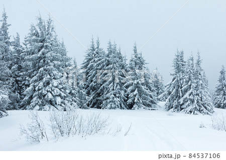 Spruce Tree Forest Covered by Snow in Winter Landscape. Spruce Tree Forest Covered by Snow in Winter Landscape. 84537106