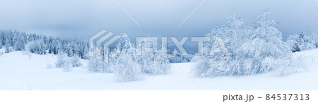 Winter weather with snowdrifts and fog in the mountain spruce forest. Trees curved under the weight of snow 84537313