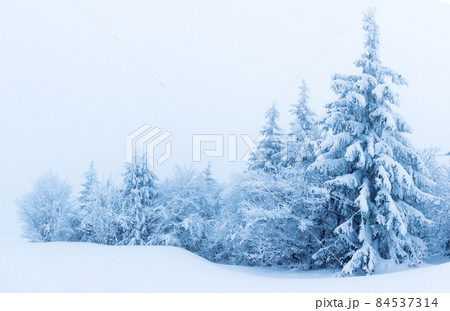 Winter trees in mountains covered with fresh snow 84537314