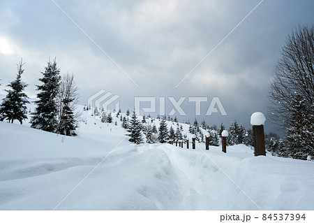 Moody landscape with footpath tracks and pine trees covered with fresh fallen snow in winter mountain forest on cold gloomy evening. 84537394