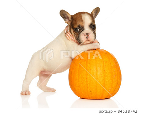 French Bulldog puppy on a pumpkin 84538742
