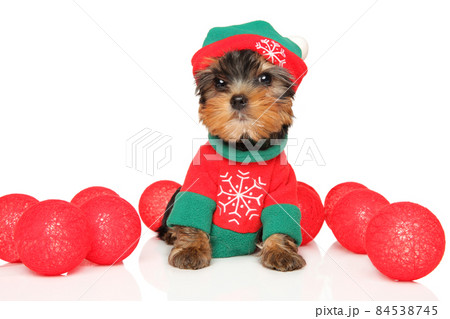 Yorkshire puppy in Christmas dog clothes 84538745