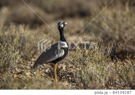 White quilled Bustard in Kgalagadi transfrontier park, South Africa 84539287