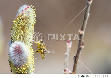 ネコヤナギの花を吸蜜中のミツバチ 84539434