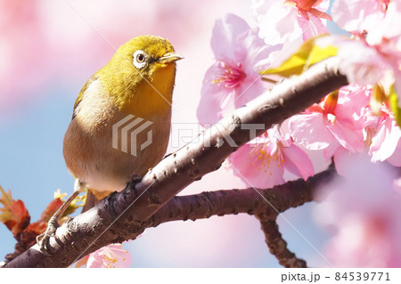 メジロと河津桜 メジロと河津桜 84539771