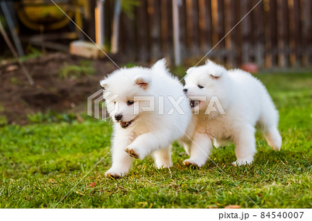 Funny fluffy white Samoyed puppies dogs are playing Funny fluffy white Samoyed puppies dogs are playing 84540007