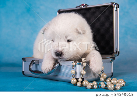 White fluffy small Samoyed puppy dog in a small suitcase 84540018