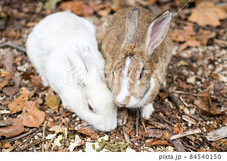 【大久野島】寄り添うウサギさん 84540150