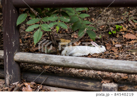 【大久野島】横になるウサギさん 84540219