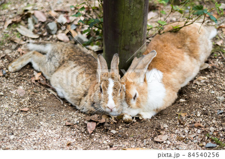 【大久野島】寄り添うウサギさん 84540256